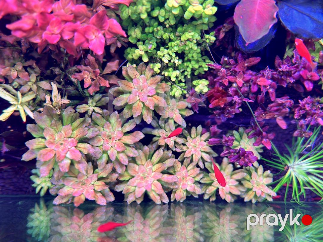 Akvarium bitkiləri — Akvariumlar və balıqlar, Bakı (2)