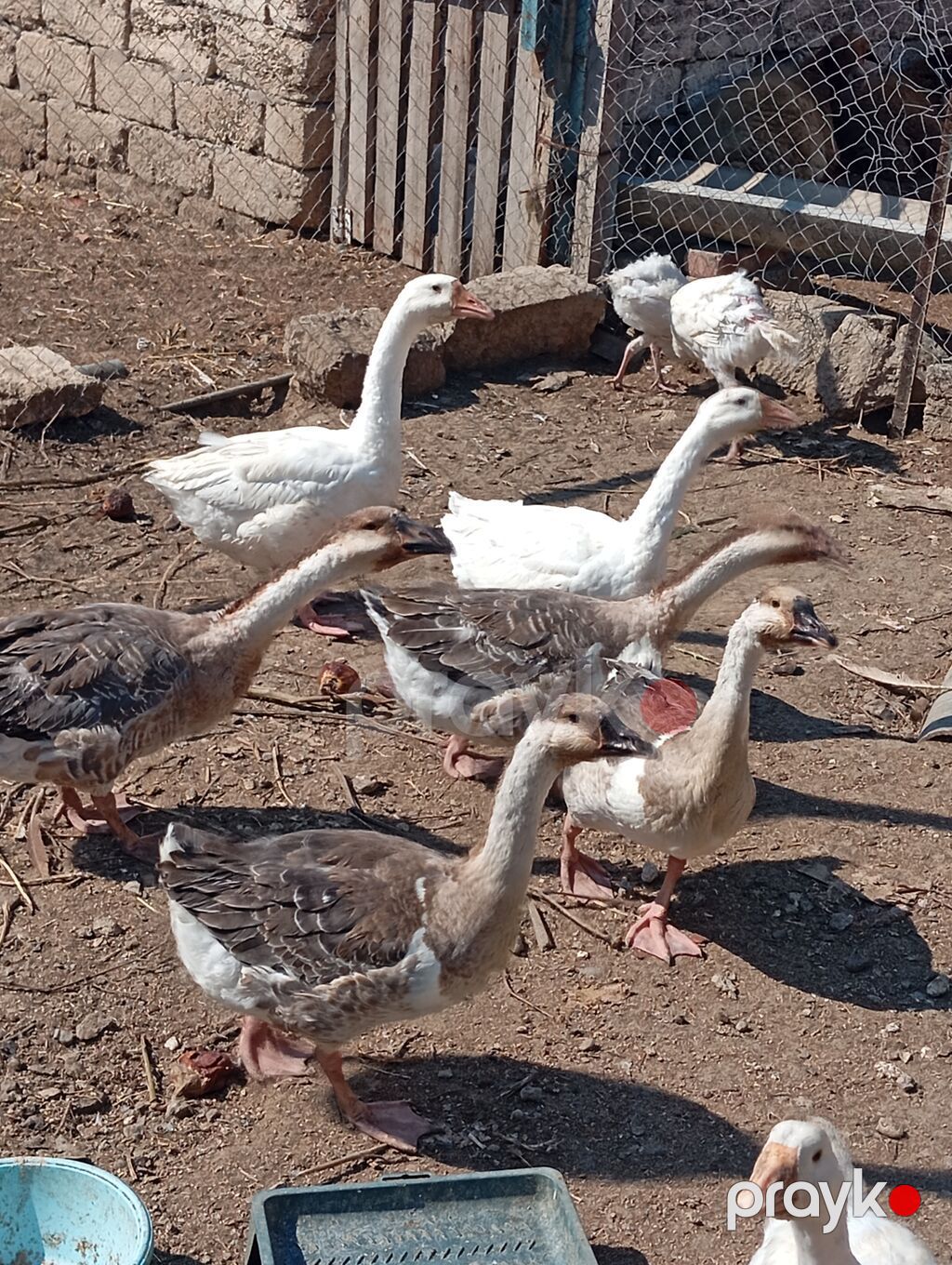 Ərkey və dişi qazlardi tam saglam heyvanlardi tək təkdə satilir hamisi — Digərləri, Digah (5)