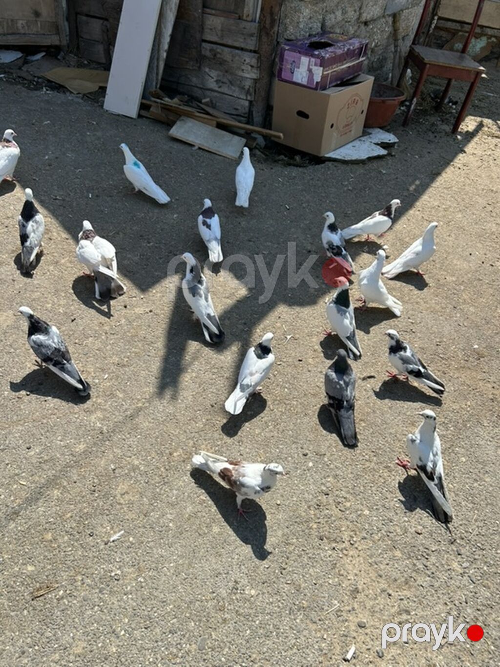 Goy niwanlar aglar hamsi saglam niwanli heyvanlardi — Göyərçin, Bakı (6)