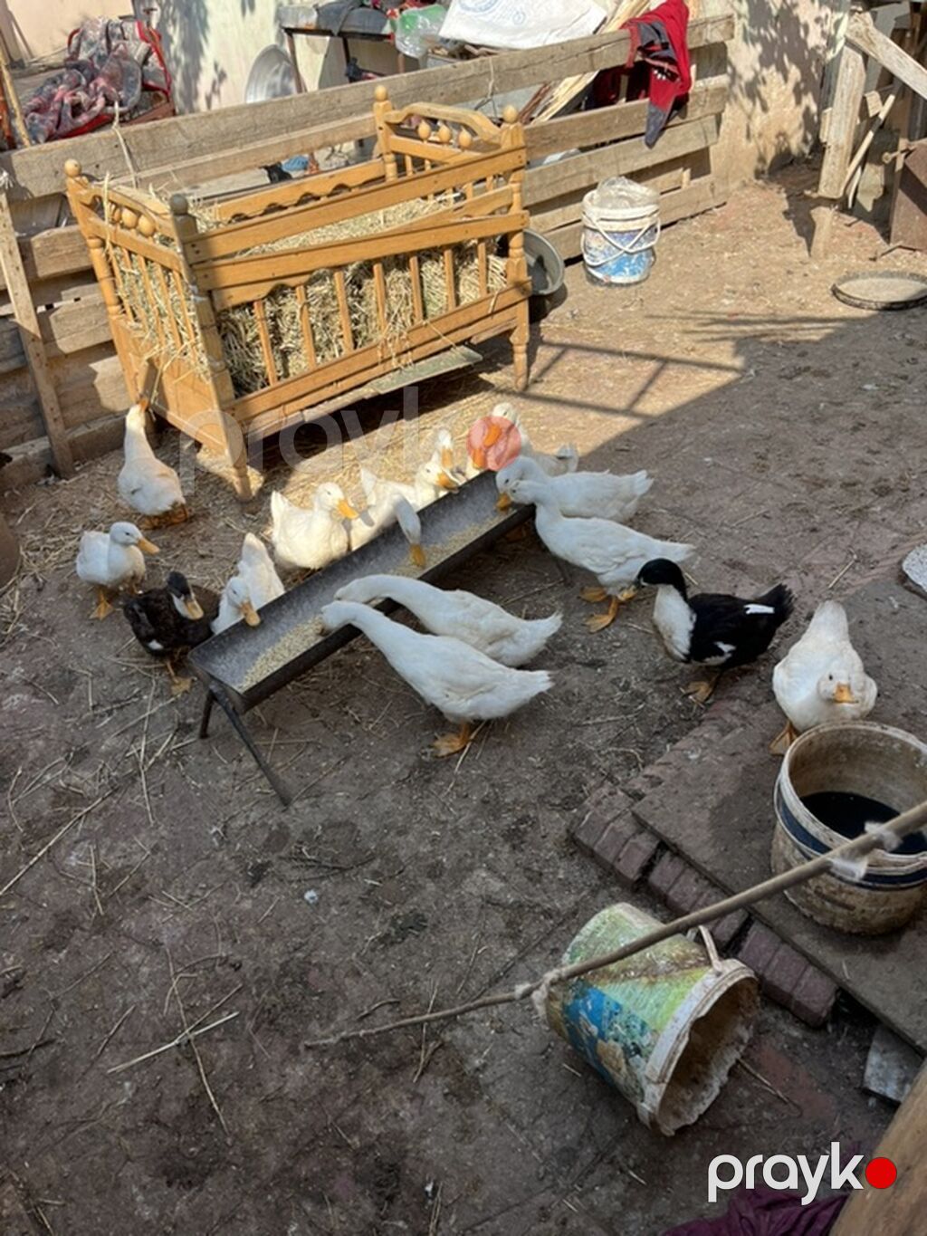Sağlam sap sarı yağdılar ən ucuz mən qoymuşam yerim yoxdu xoruzlu — Digərləri, Masazır (6)