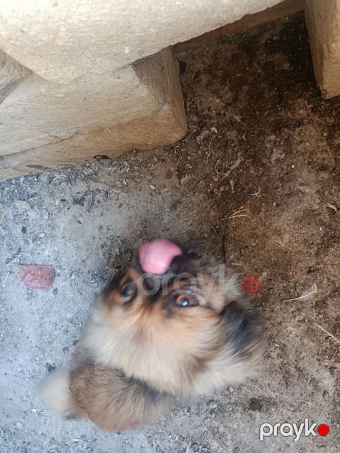 Pekines, 2 il, Erkək, Peyvəndli, Ünvandan götürmə, Ödənişli çatdırılma — Bakı