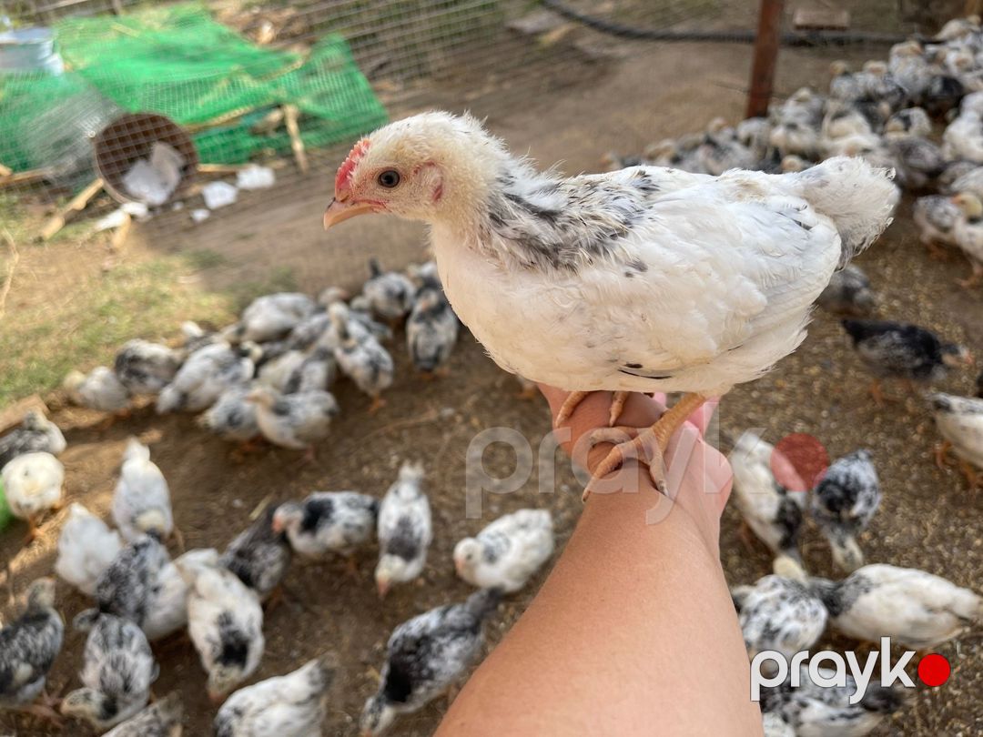 Kənd cücələri — Quşlar, Bakı (4)