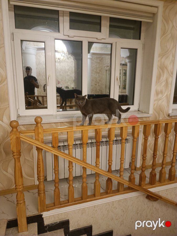 Britan, 1, Erkək, peyvəndli — Pişiklər (2)