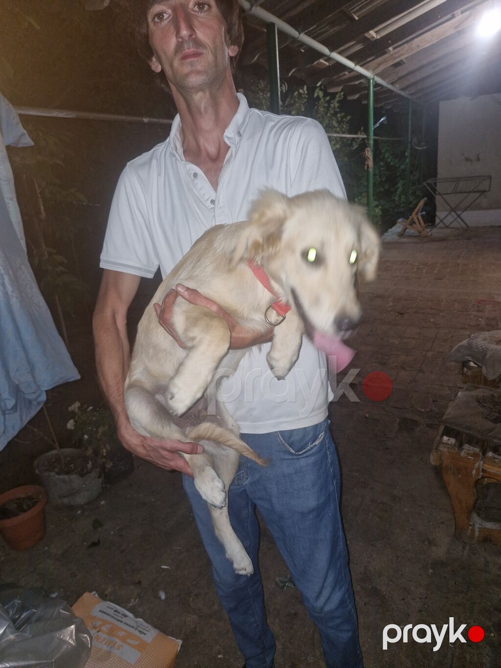 Goolden rouse 4 ay peyvendi olnub,pul lazmdr deye ucuz satilir — Köpəklər, Digah (4)