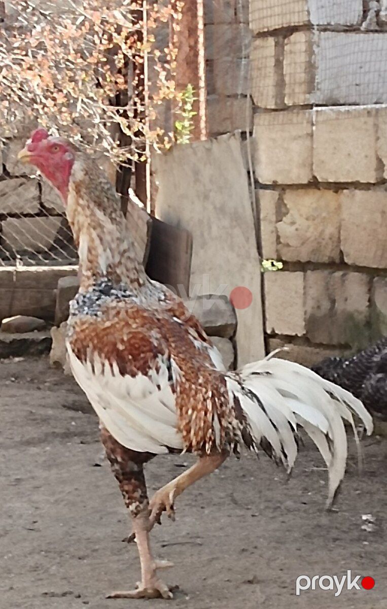 Heyratılar — Quşlar, Sumqayıt (6)