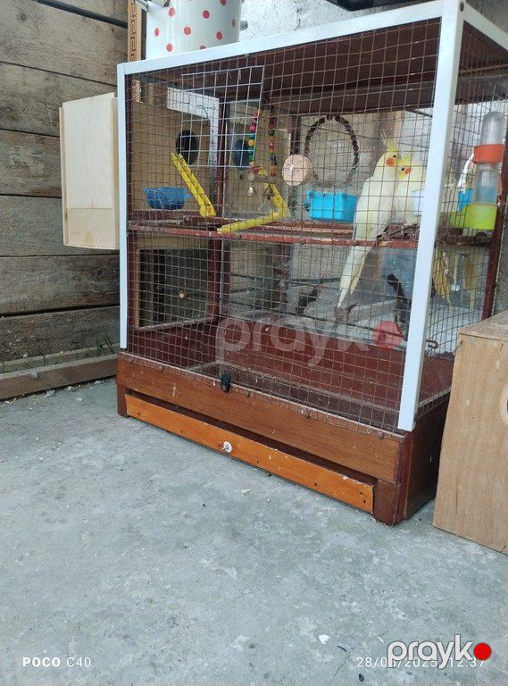 Qəfəs — Heyvan malları, Bakı (3)