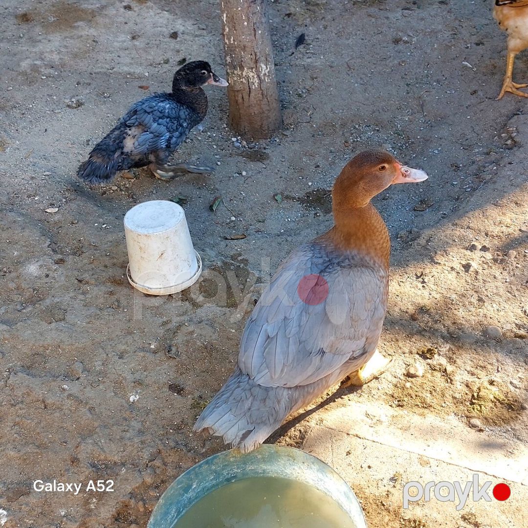 Lavanda lal ördəyi — Quşlar, Bakı (6)