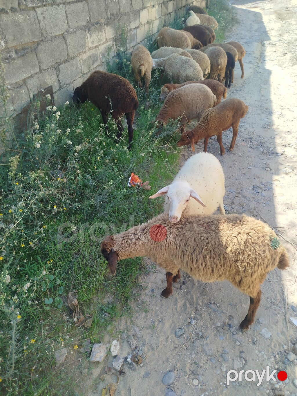 Mal-qara: Qoyun-quzu sürüsü Təsvir: 21 quzudu biri 185 — Kənd təsərrüfatı heyvanları, Digah (3)