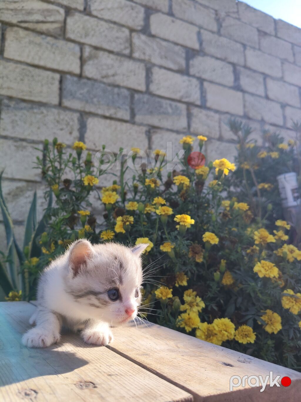 Şinşilla, Yaxşı əllərə, Ödənişli çatdırılma — Pişiklər, Mingəçevir (4)