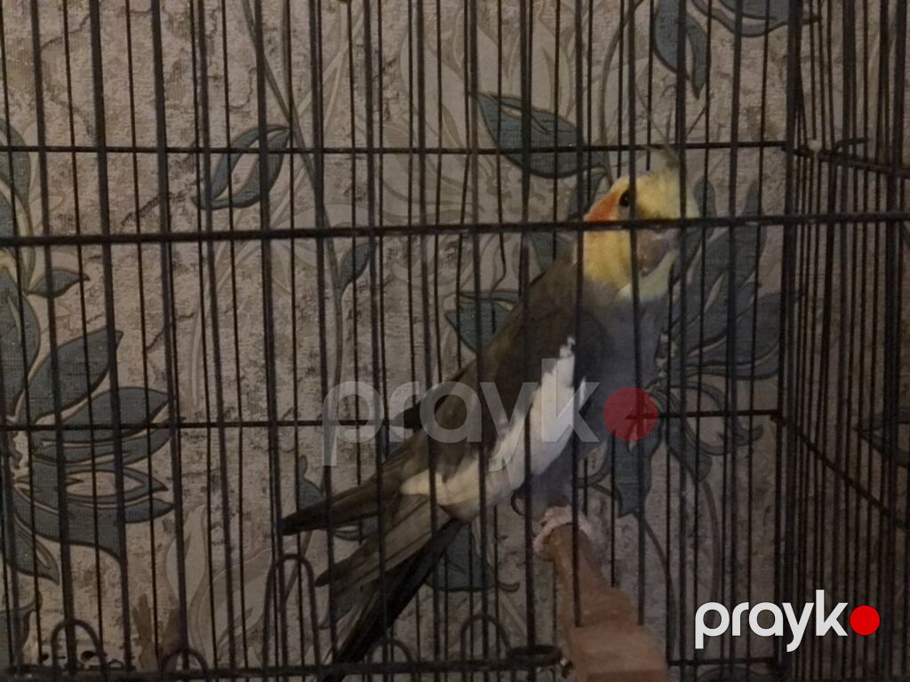 Erkək Nimfa (Cockatiel) tutuquşusu satılır — Tutyun papağayı, Bakı (2)