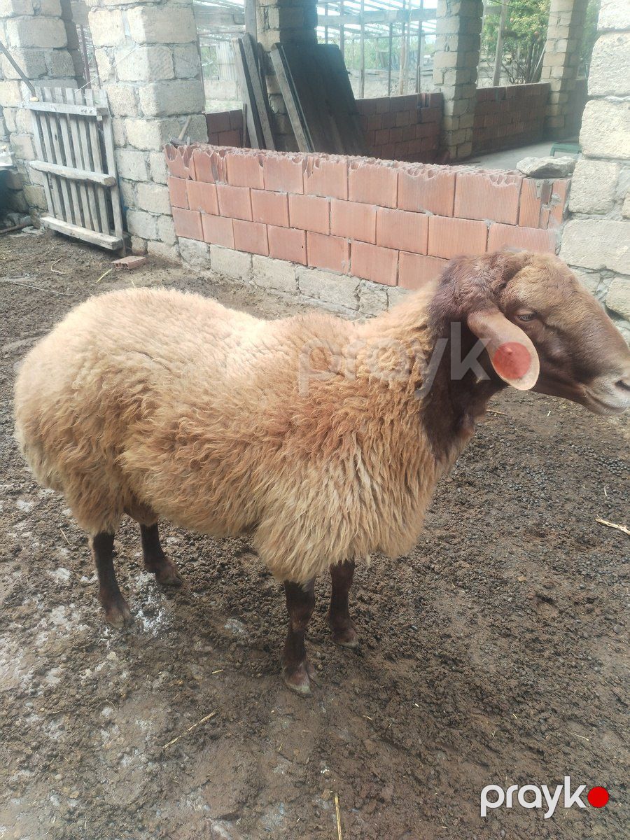 Qoçlar — Kənd təsərrüfatı heyvanları, Bakı (3)