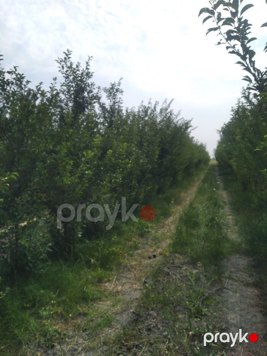 3000 sot torpaq sahəsi, Xaçmaz r — Torpaq, Xaçmaz (5)