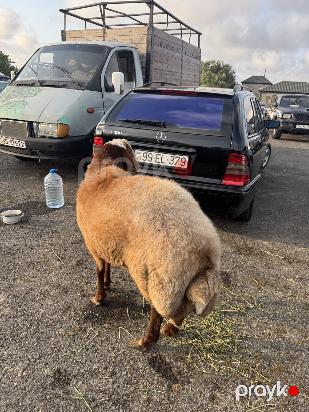 Qala qoçu — Kənd təsərrüfatı heyvanları, Bakı (2)