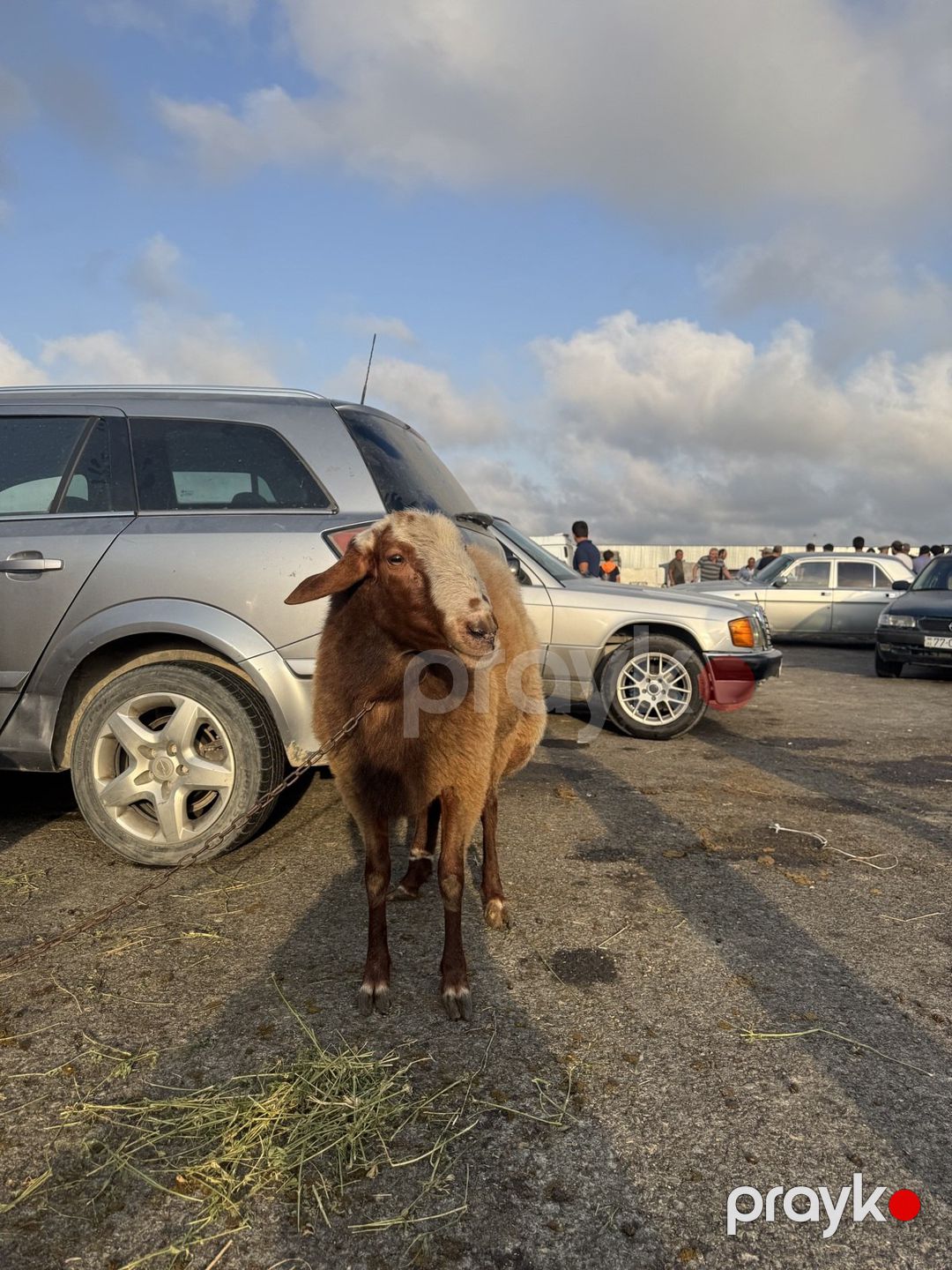Qala qoçu — Kənd təsərrüfatı heyvanları, Bakı (4)