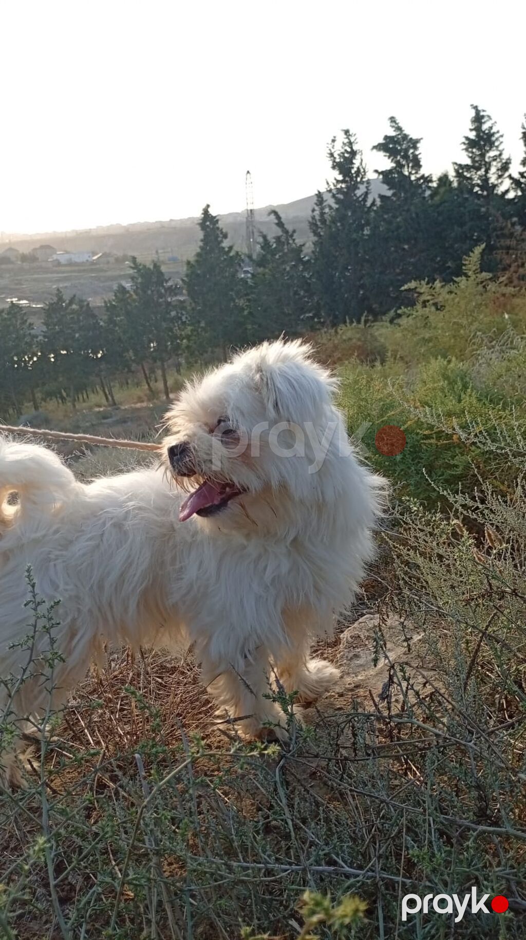 Malta bolonka, 1 il, Dişi, Cütləşmə üçün, Ünvandan götürmə — Köpəklər, Mehdiabad (2)