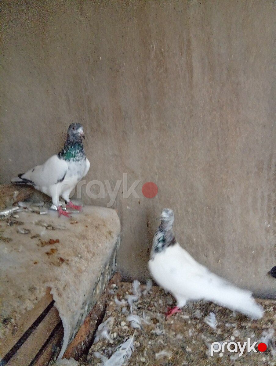Göyərçinlər — Quşlar, Bakı (8)