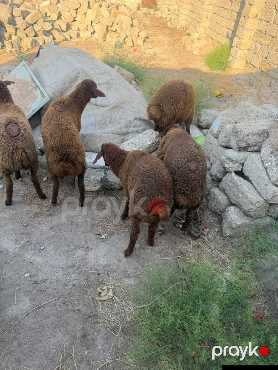 Quzular — Kənd təsərrüfatı heyvanları, Bakı (5)
