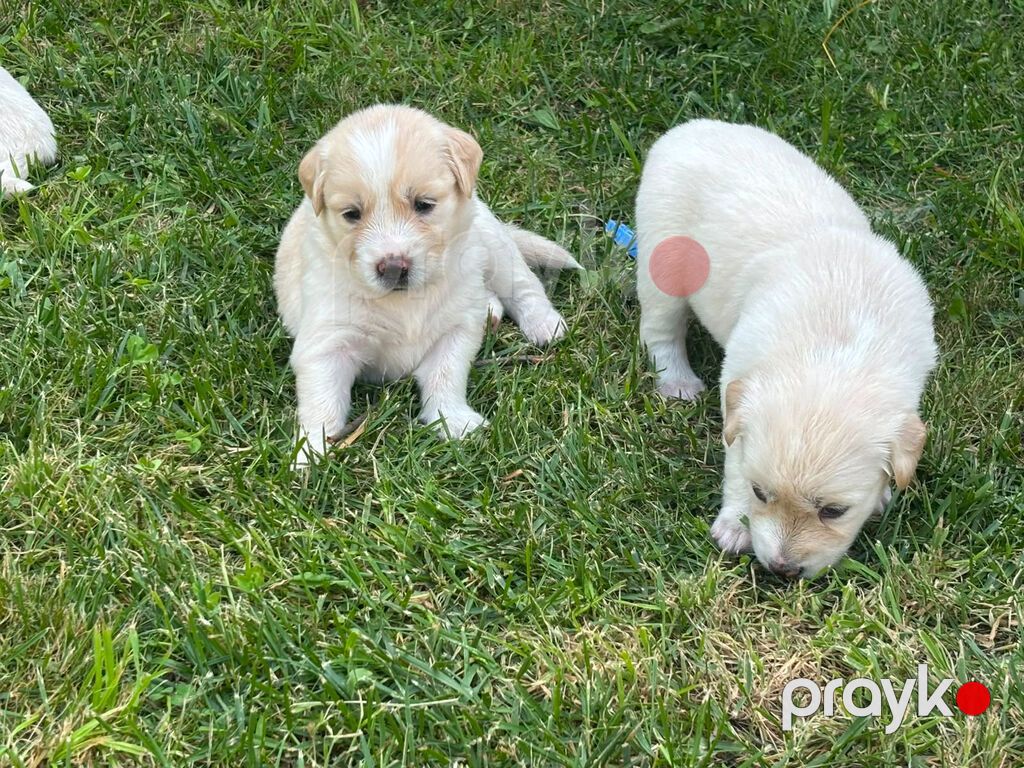 Retriever, 1 ay — Köpəklər, Gəncə (7)