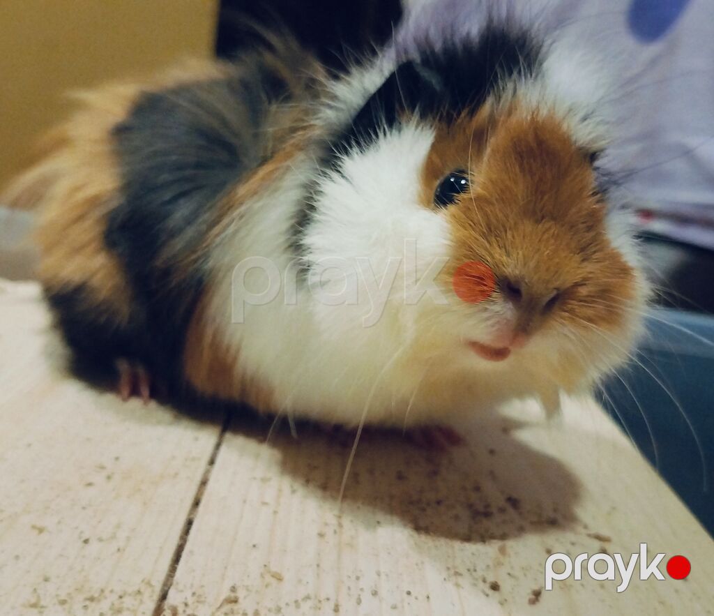 Ev heyvanı – Qvineya donuzu (shiba, peruvian guinea pig) - Cins: Uzun — Kənd təsərrüfatı heyvanları, Bakı (3)