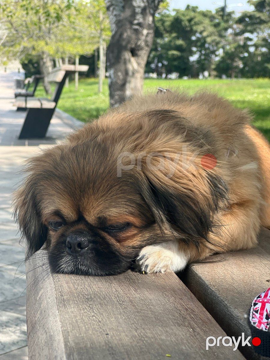 Pekines — Köpəklər, Bakı (3)