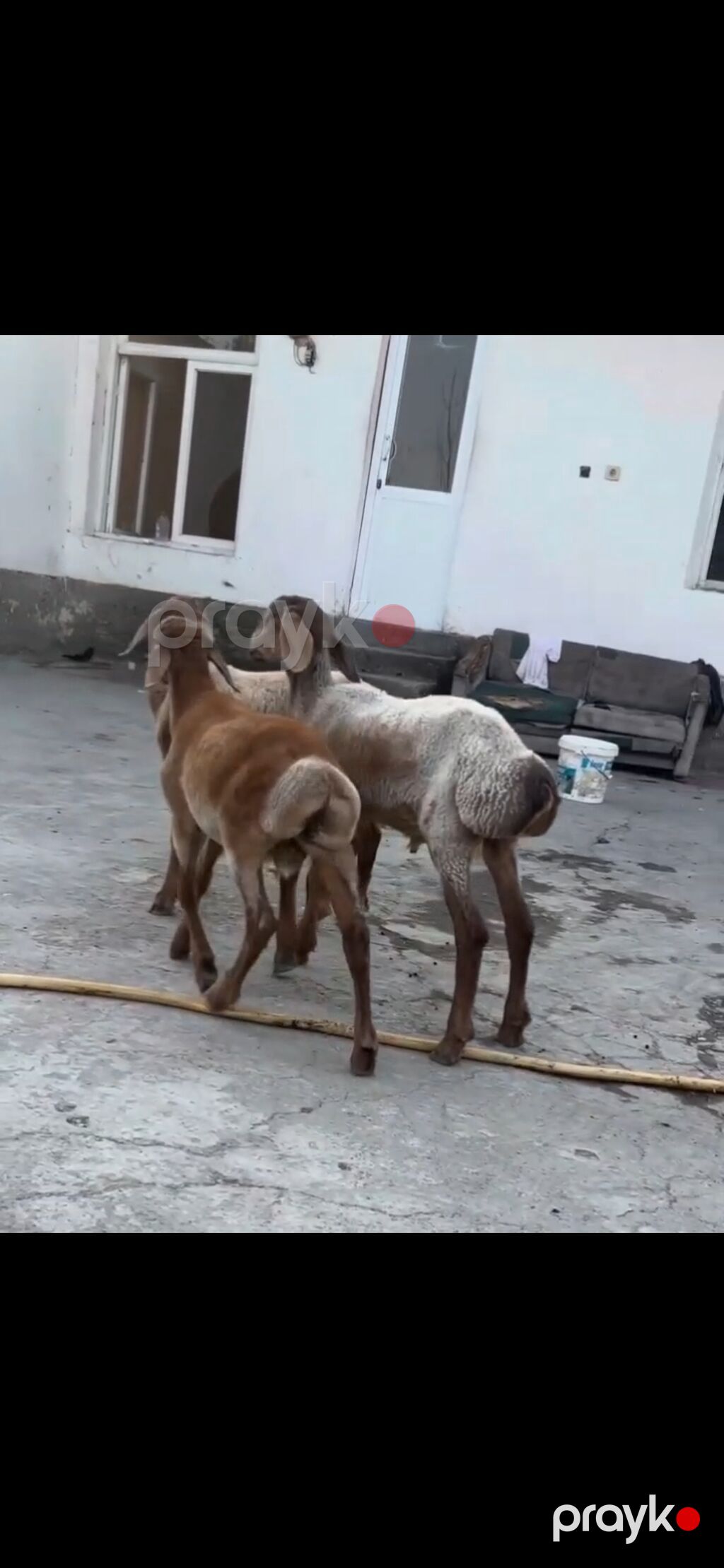 Qoyun – 3 baş, quyruqlu (yağlı quyruq) cins - Say: 3 baş gənc qoyun — Kənd təsərrüfatı heyvanları, Zaqatala (9)