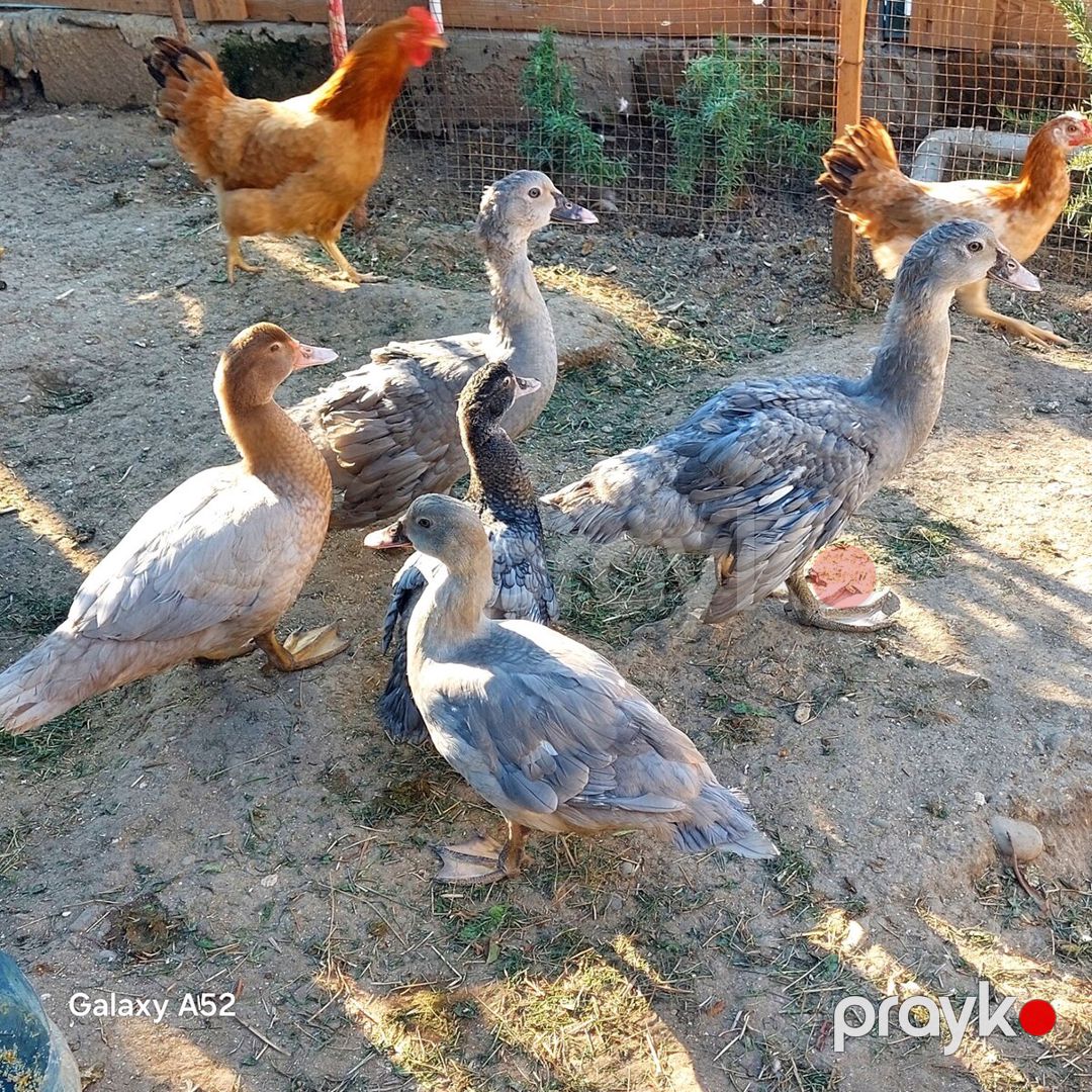 Lavanda lal ördəyi — Quşlar, Bakı (4)