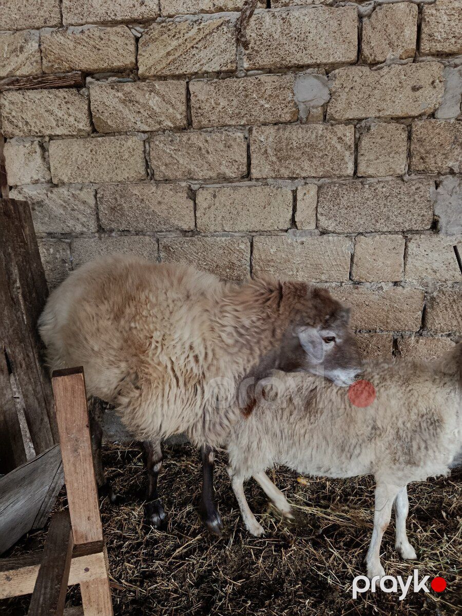Erkək qoç — Kənd təsərrüfatı heyvanları, İmişli (5)