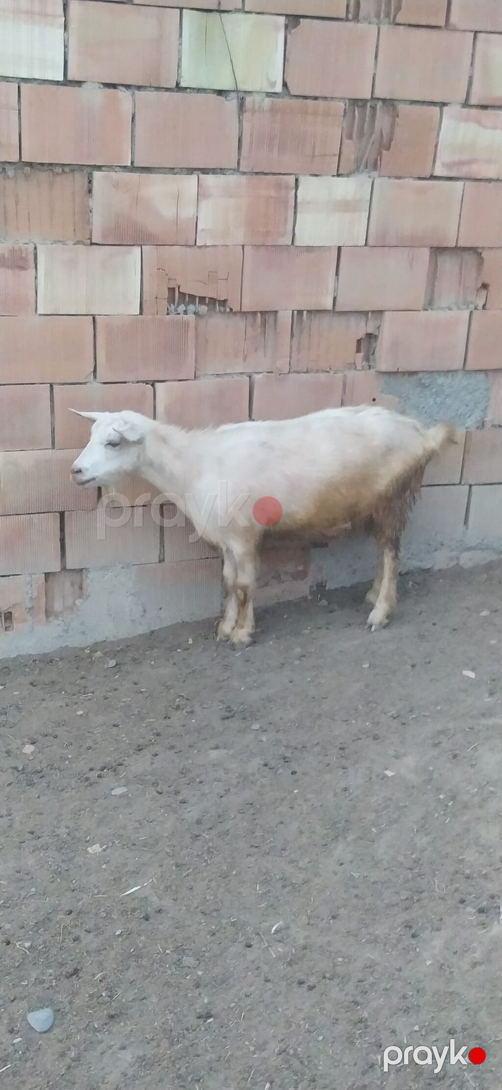 Keçi sürüsü - Növ: Keçi (müxtəlif rəng və buynuz formaları) — Kənd təsərrüfatı heyvanları, Şəki (3)