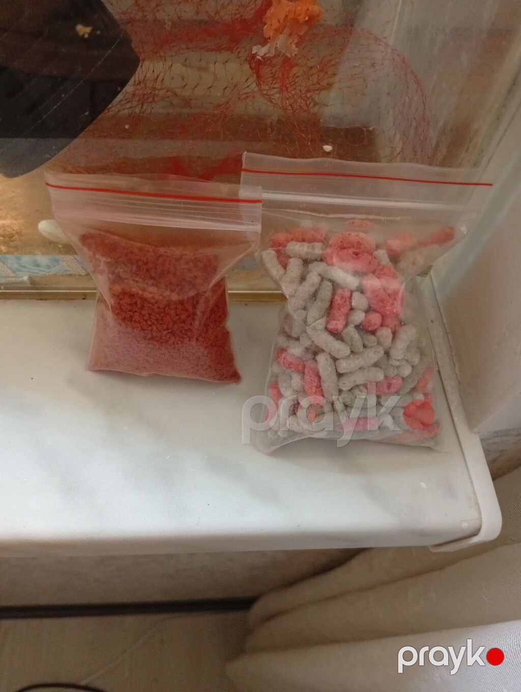 Ansistrus, Sülhsevər, Ünvandan götürmə, Ödənişli çatdırılma — Akvariumlar və balıqlar, Bakı (2)