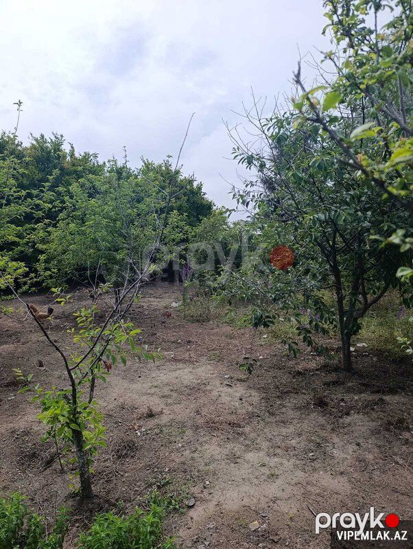 Sabunçu rayonunda Torpaq Satılır, 9 sot — Torpaq, Bakı (2)