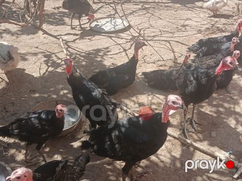 Hinduşka — Sumqayıt