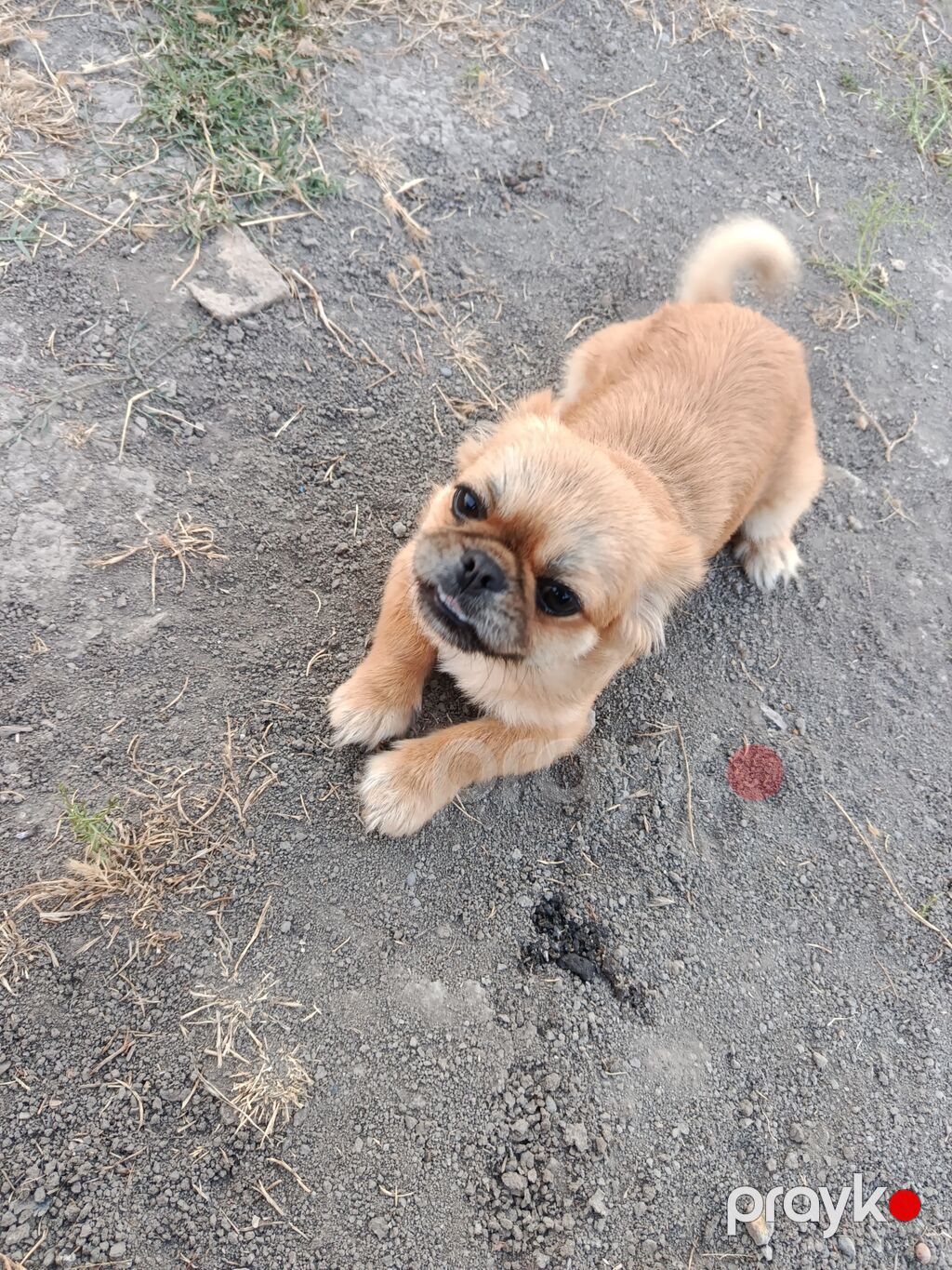 Pekines, 1 il, Dişi, Peyvəndli — Köpəklər, Bakı (2)