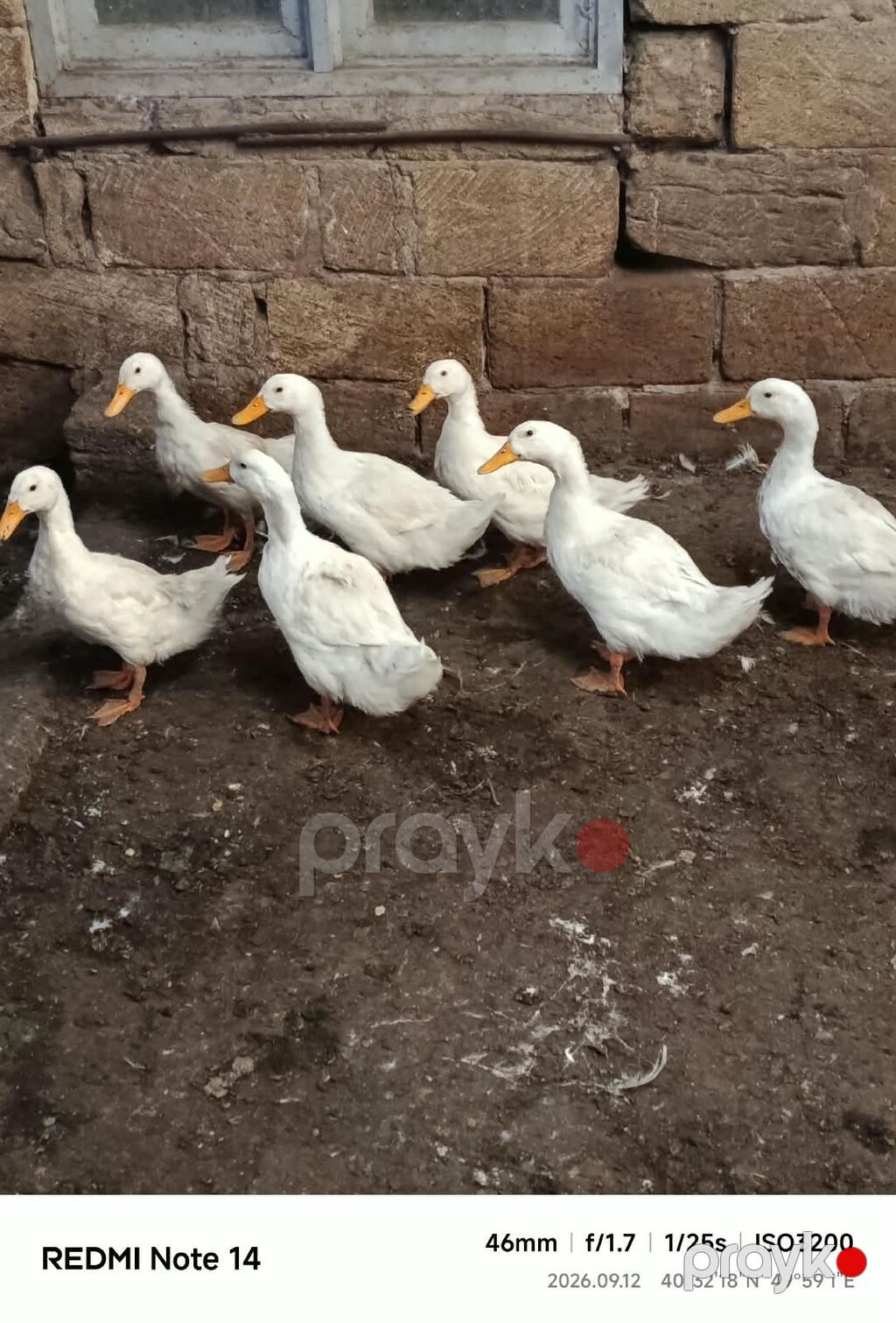 Ağ ördəklər – dəstə şəklində - Növ: yerli ağ ördək - Rəng: ağ — Digərləri, Bakı (3)