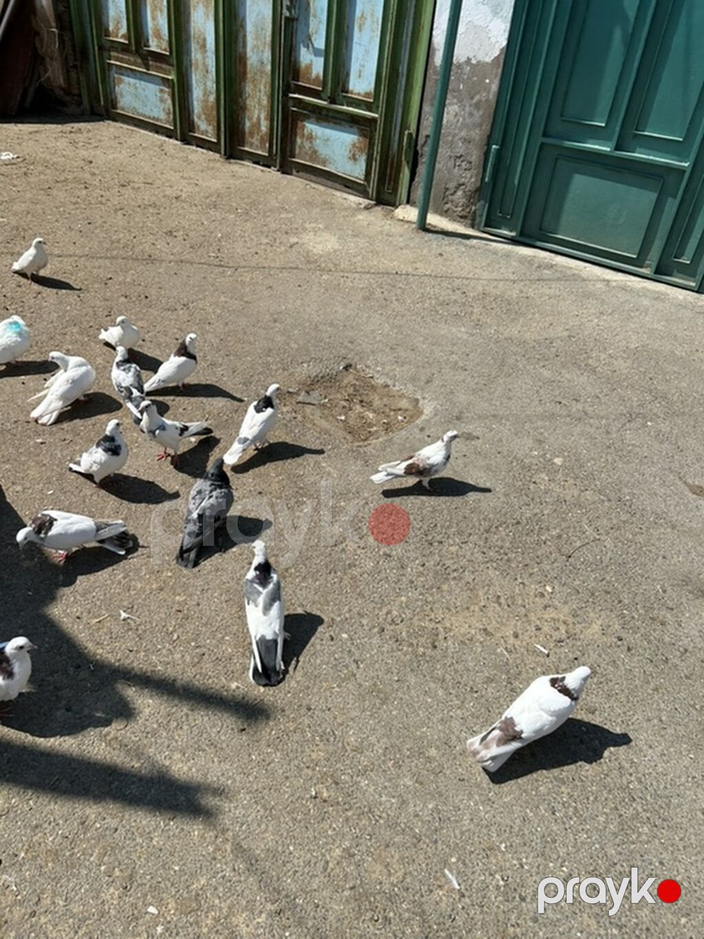 Goy niwanlar aglar hamsi saglam niwanli heyvanlardi — Göyərçin, Bakı (3)