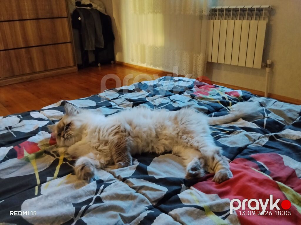 Salam 2 yaşı var peyvəndi dərmanları vurulub pasportuda var. Qiymət — Pişiklər, Bakı (3)