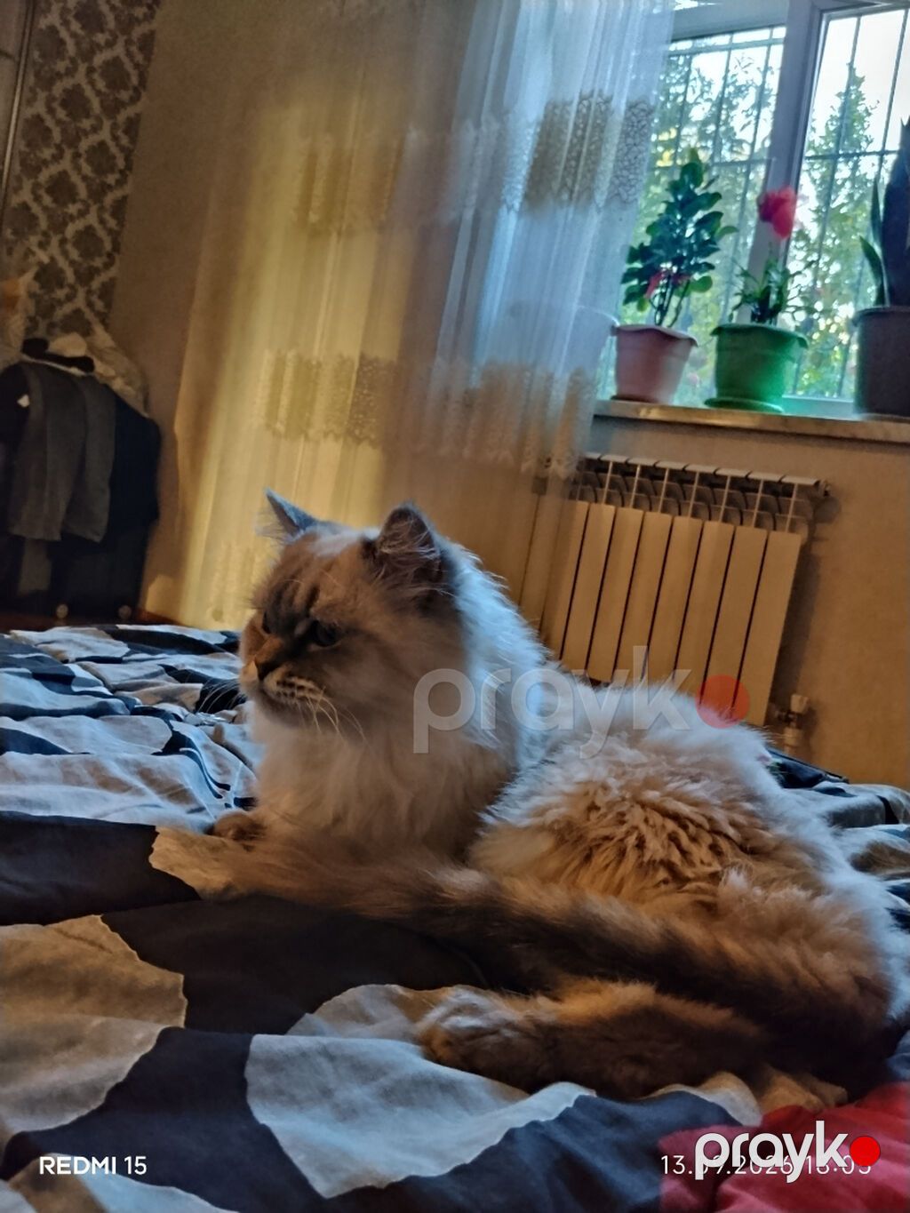 Salam 2 yaşı var peyvəndi dərmanları vurulub pasportuda var. Qiymət — Pişiklər, Bakı (6)