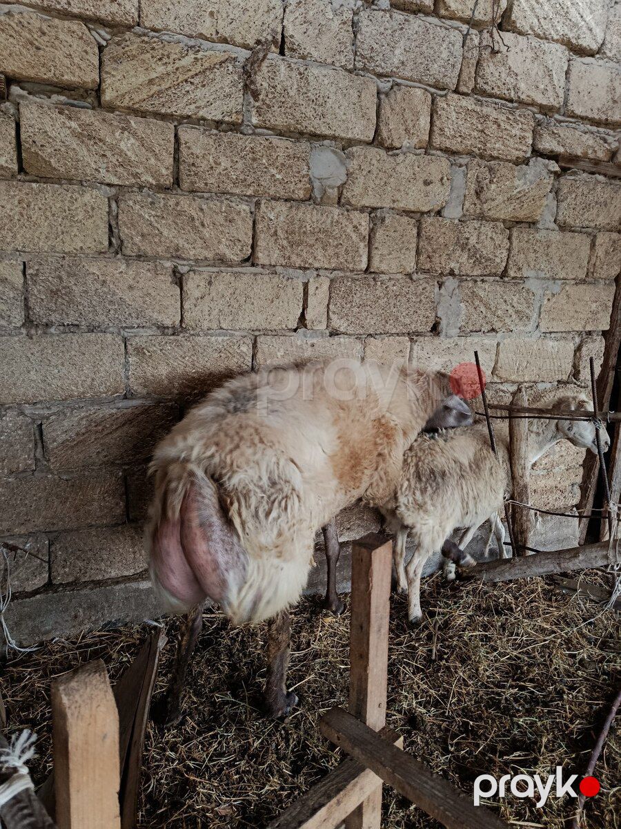 Erkək qoç — Kənd təsərrüfatı heyvanları, İmişli (3)