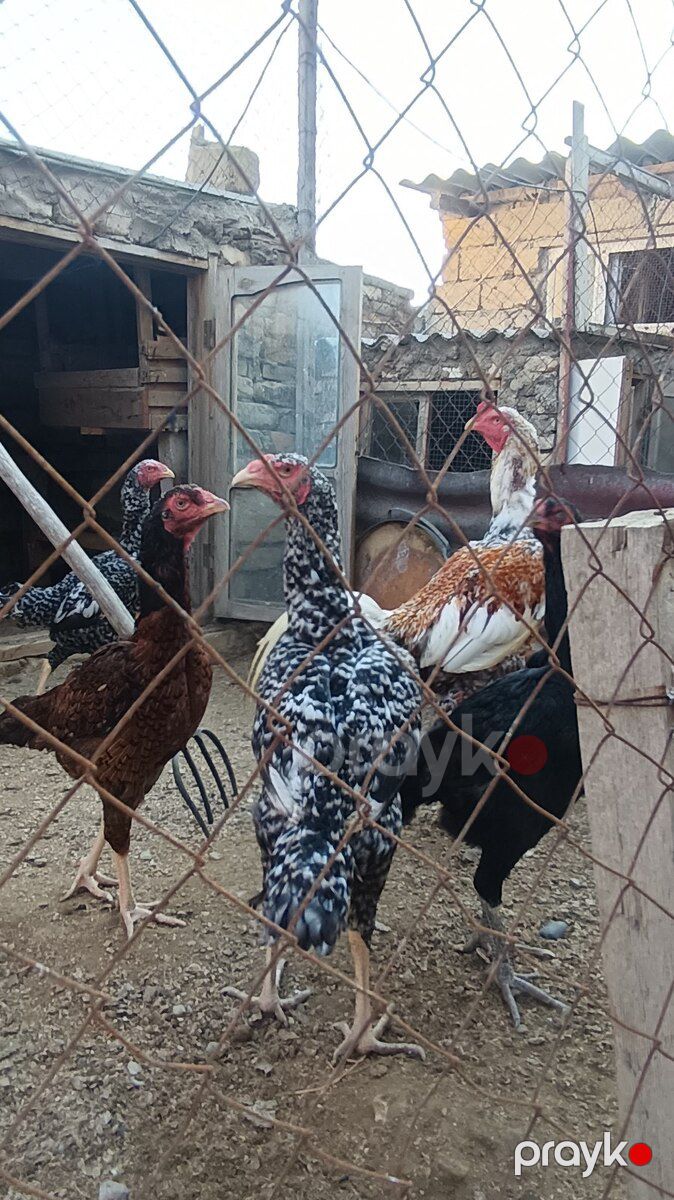 Heyratılar — Quşlar, Sumqayıt (2)