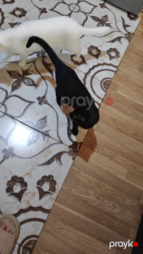 Avropa pişiyi — Bakı