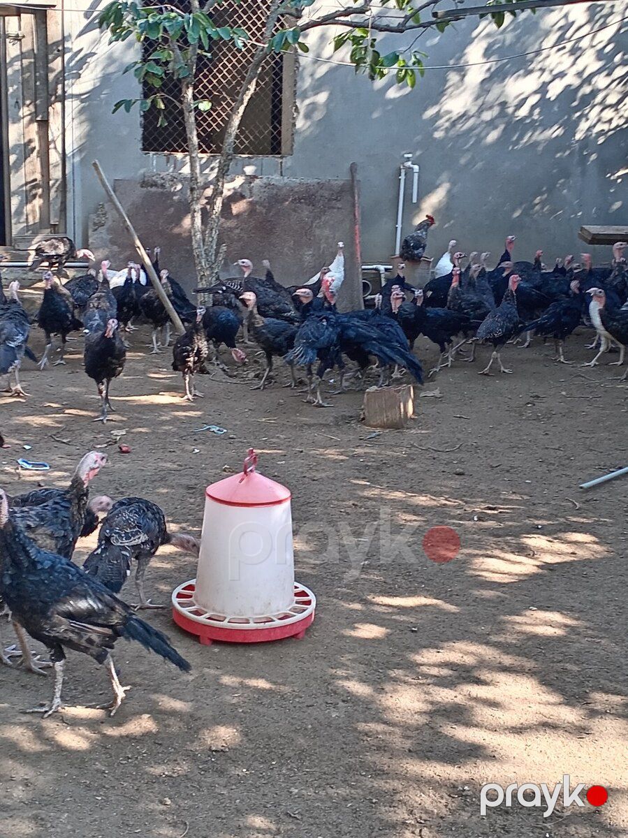 Hinduşkalar — Quşlar, Bakı (10)