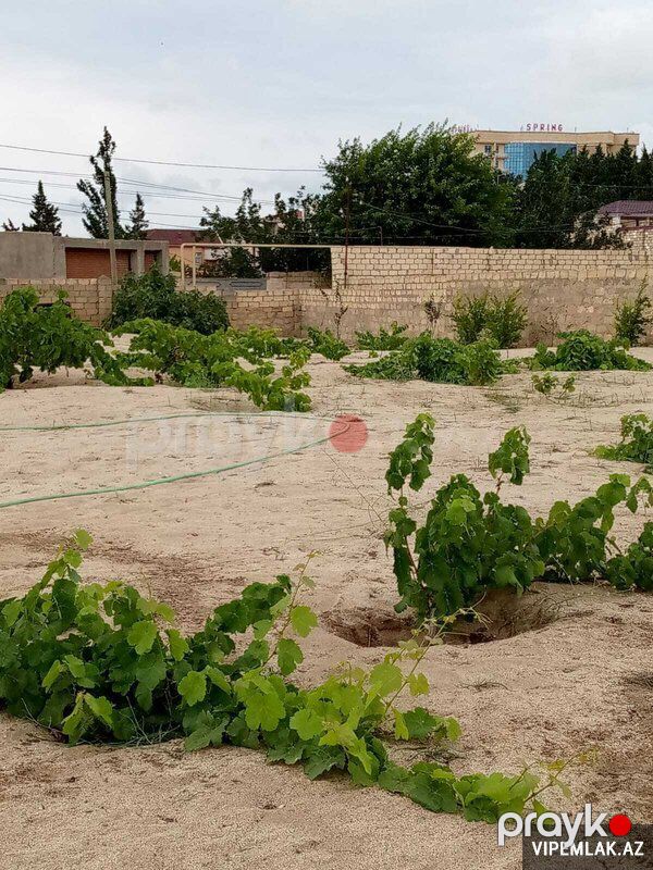 Abşeron rayonunda 9 otaqlı Torpaq Satılır, 11 sot — Torpaq, Bakı (3)