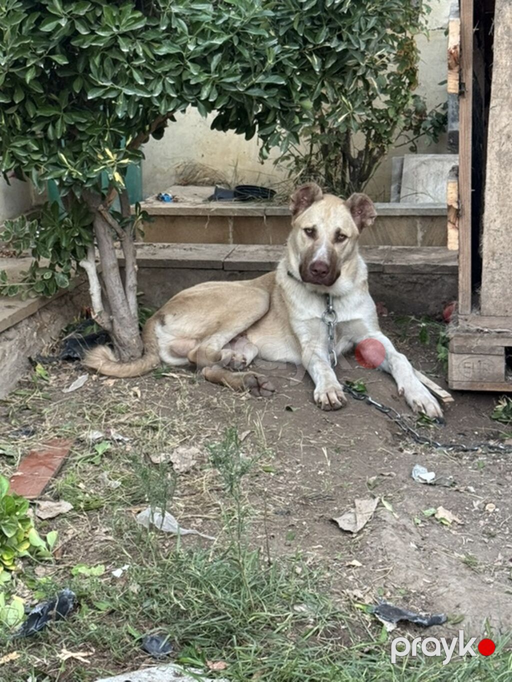 7 ay, Erkək, Peyvəndli — Köpəklər, Digah (3)