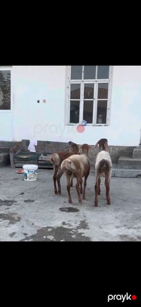 Qoyun – 3 baş, quyruqlu (yağlı quyruq) cins - Say: 3 baş gənc qoyun — Zaqatala