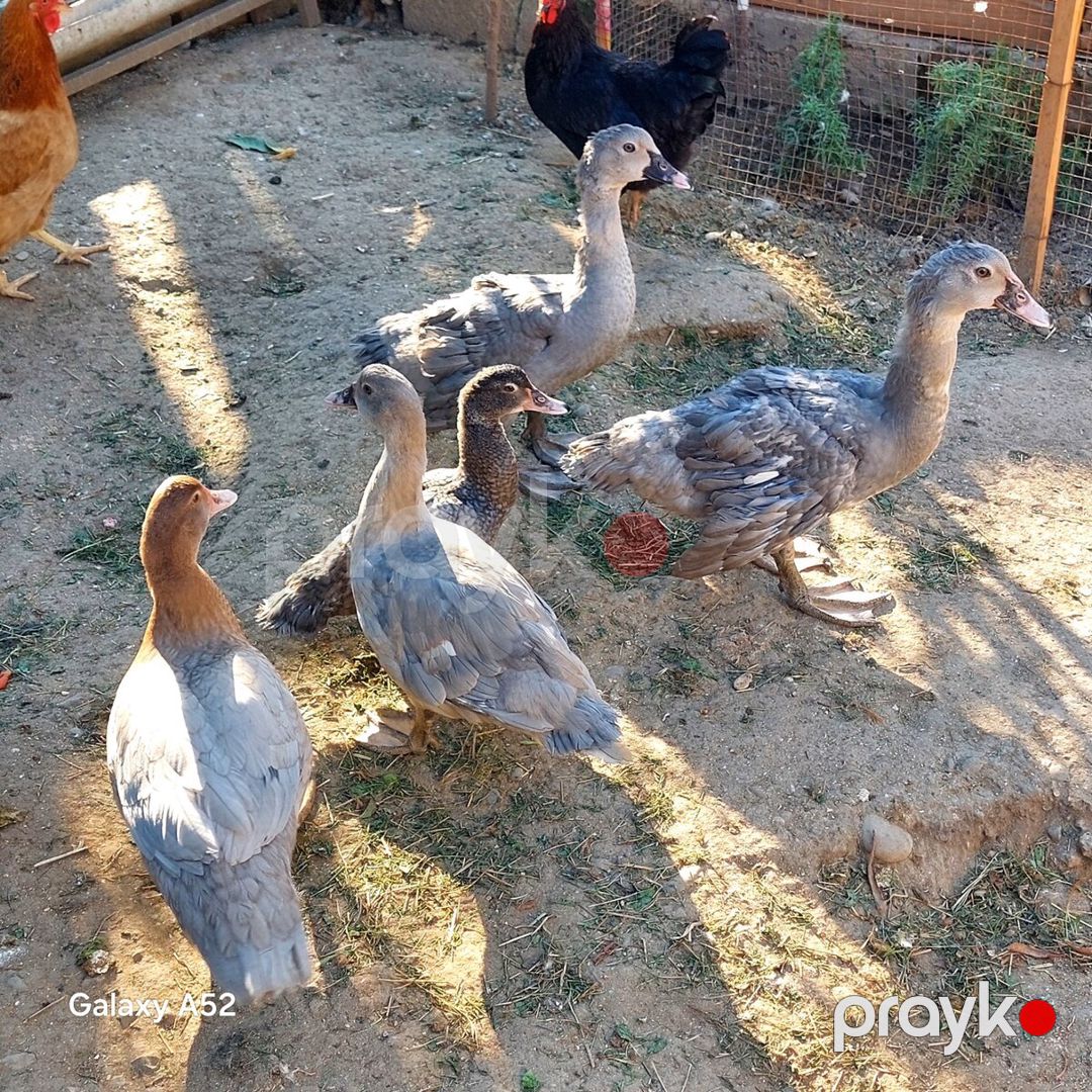 Lavanda lal ördəyi — Quşlar, Bakı (3)