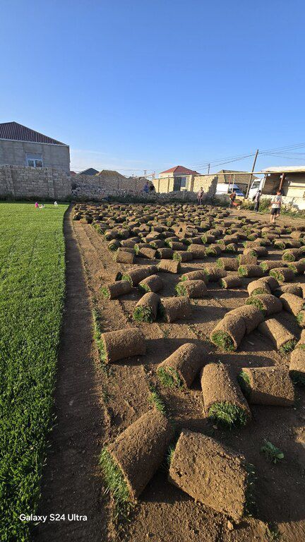 Qazon — Bitkilər, Bakı (8)