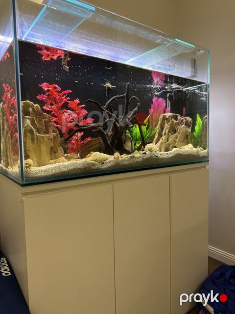 Akvarium — Bakı