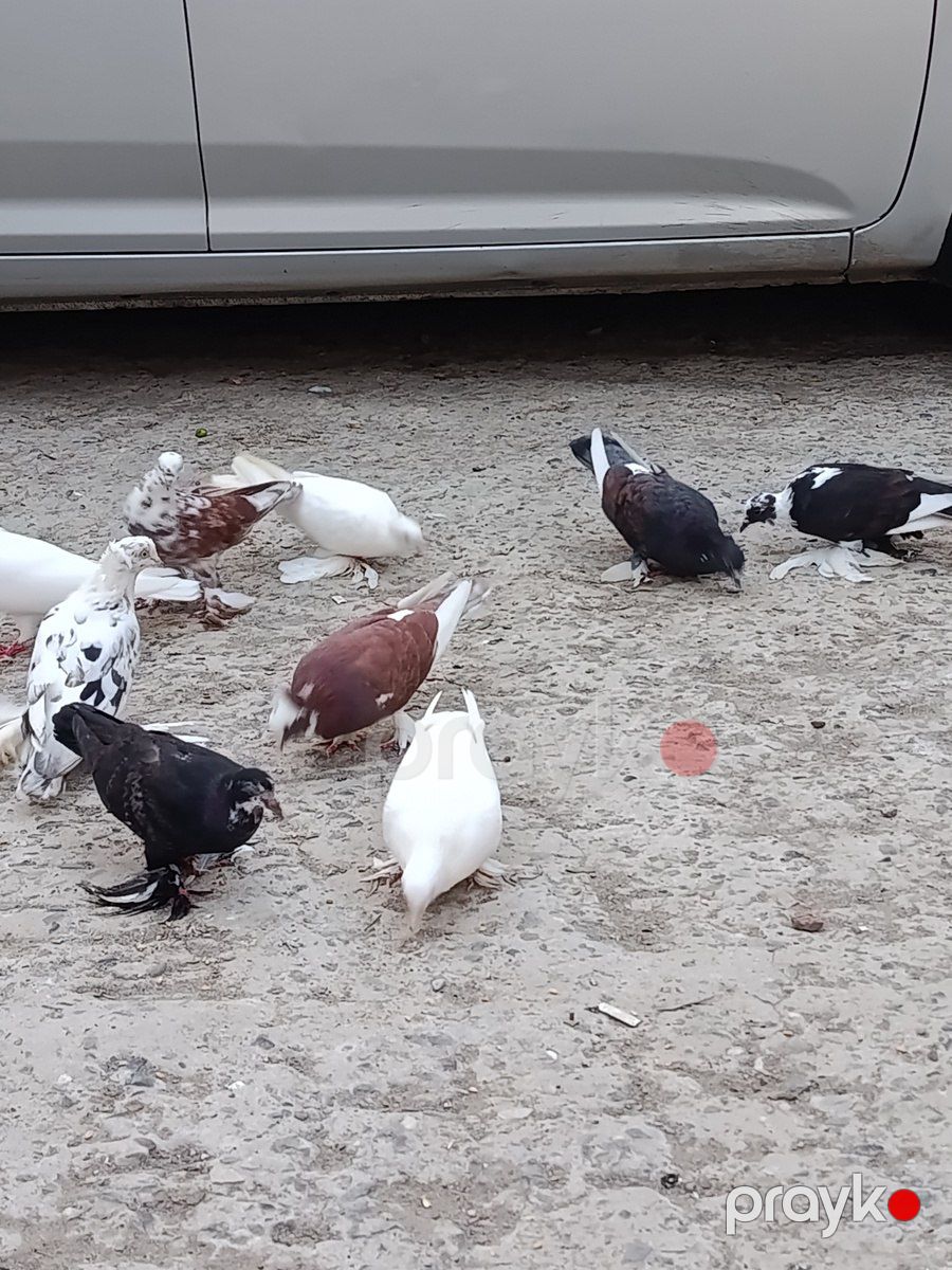 Lələyli göyərçinlər — Quşlar, Bakı (3)