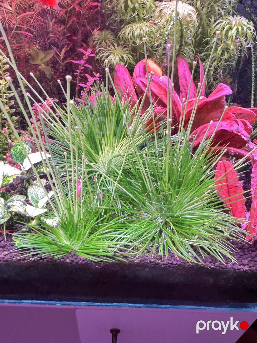 Akvarium bitkiləri — Akvariumlar və balıqlar, Bakı (9)