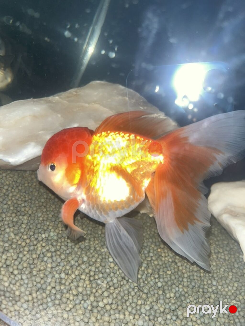 Oranda, Sülhsevər — Akvariumlar və balıqlar, Bakı (4)