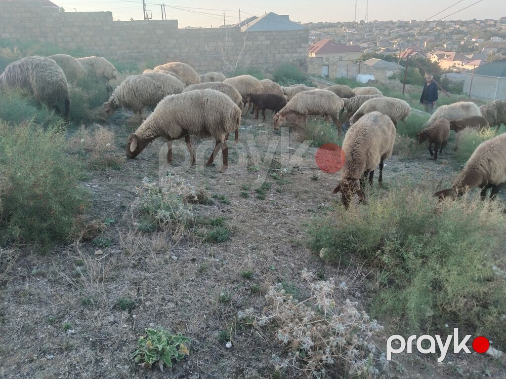 Salam tam saglam heyvanlar satilir 23 qoyun 6 quzu 1 qoc obsiy 30 — Kənd təsərrüfatı heyvanları, Fatmayı (7)